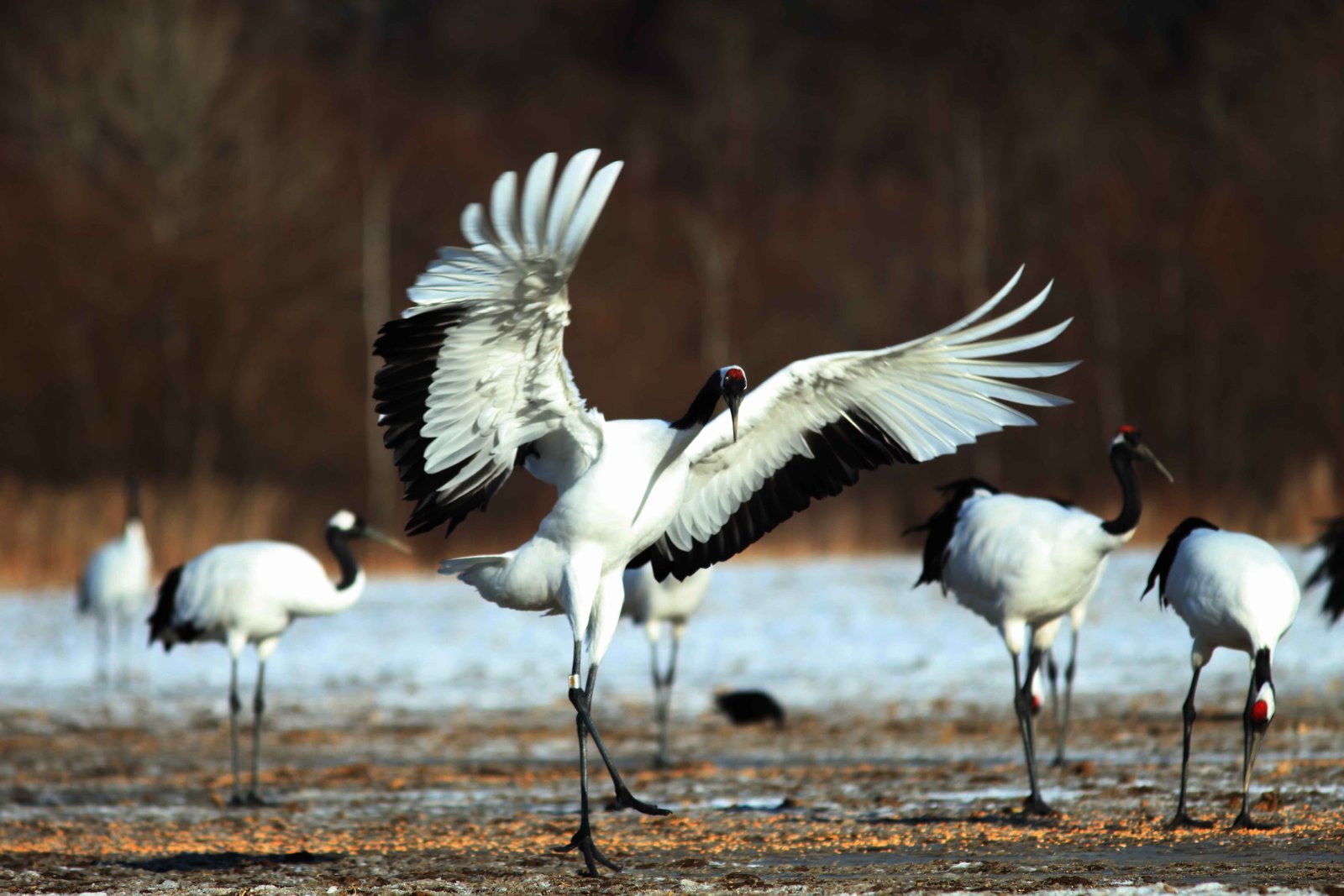 Image of wildlife migration, showcasing nature’s beauty