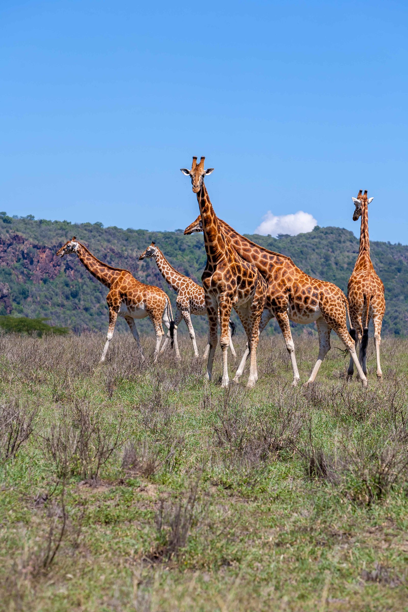 A wildlife migration, showing the grace of animals in motion