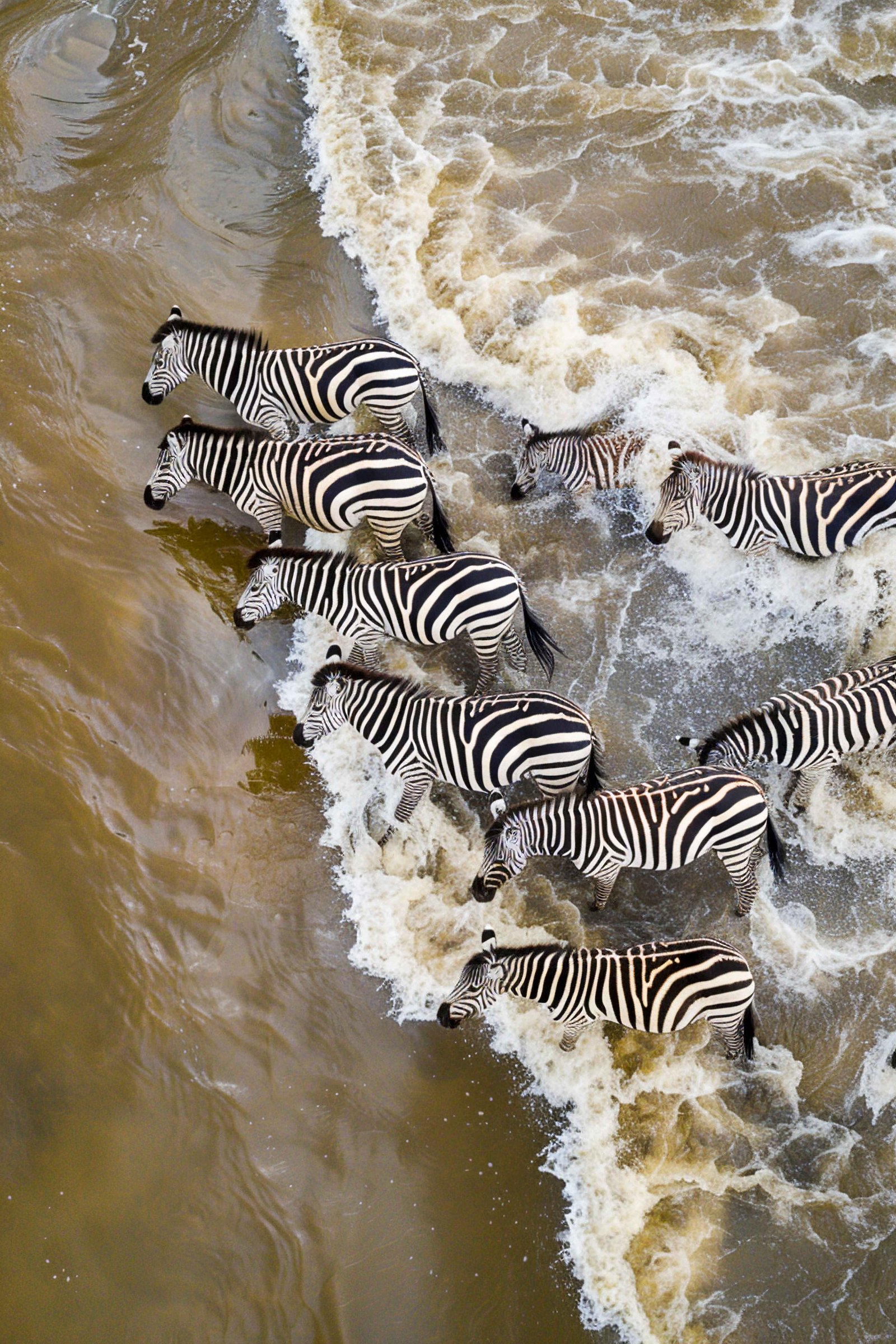 An aerial view of wildlife migration showcasing the vastness of nature